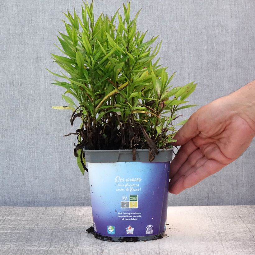 Esemplare di Aster dumosus Samoa Vaso da 2L/3L consegnato in estate