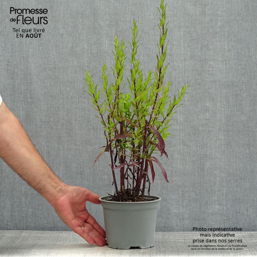 Esemplare di Aster dumosus Starlight Vaso da 2L/3L consegnato in estate