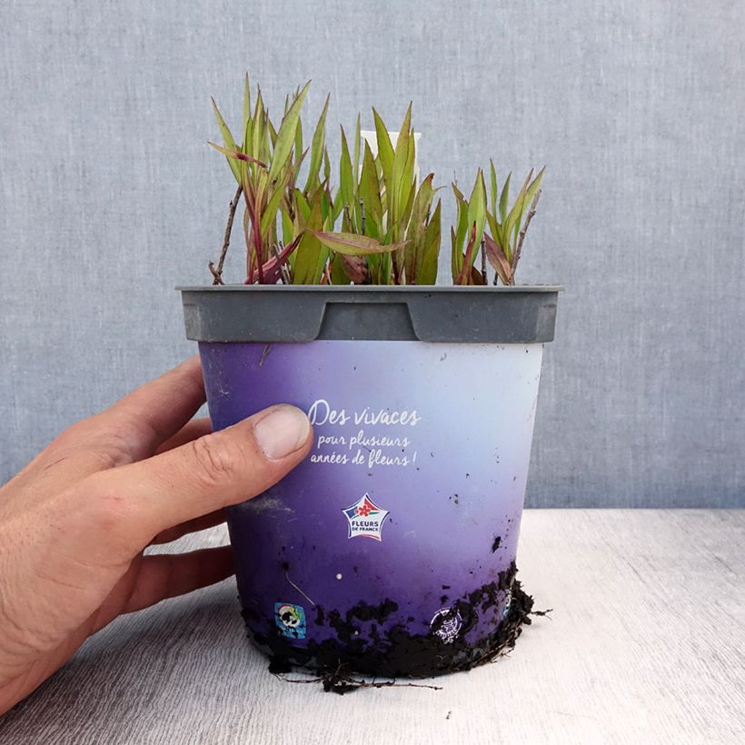 Esemplare di Aster dumosus Tonga Vaso da 2L/3L consegnato in estate