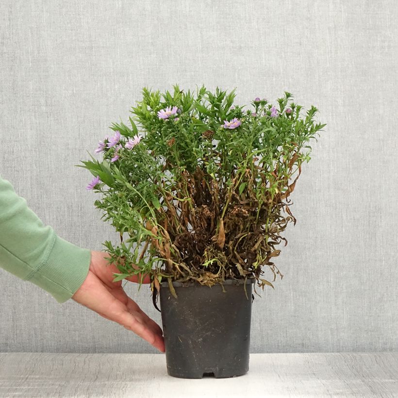 Esemplare di Aster novi-belgii Wood's Purple - Astro settembrino Vaso da 1,5L/2L consegnato in estate