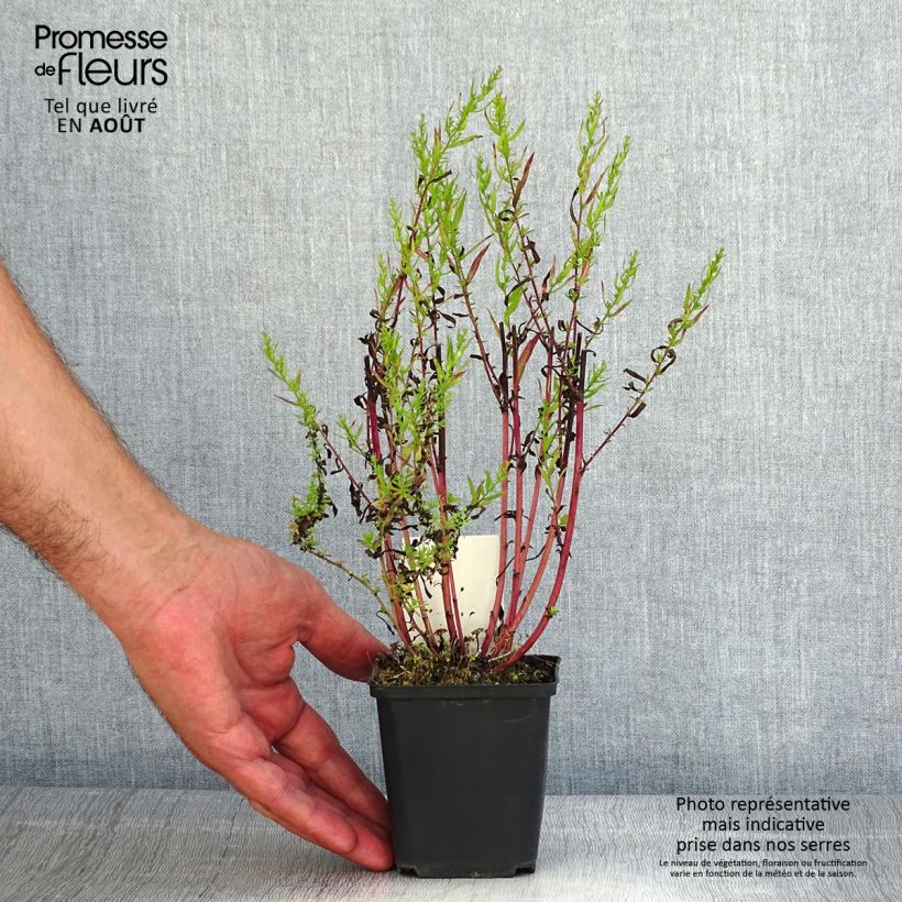 Esemplare di Aster ericoides Herbstmyrte Vasetto da 8/9 cm consegnato in estate