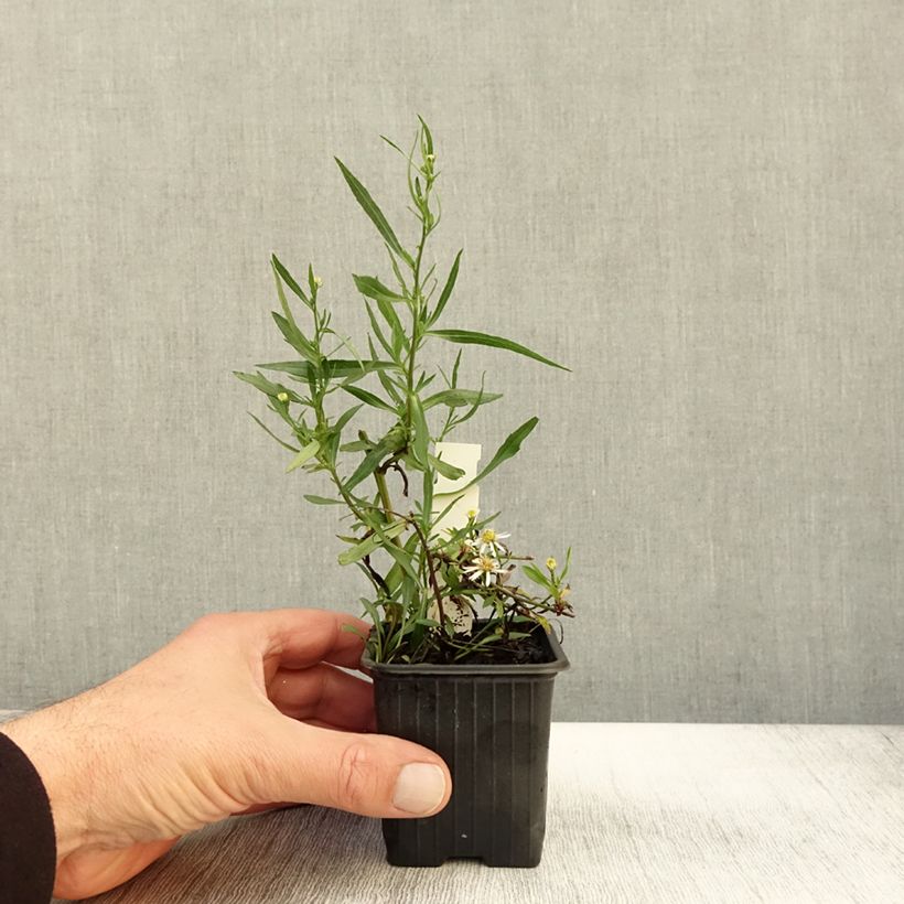Esemplare di Aster ericoides Schneegitter Vasetto da 8/9 cm come consegnato in autunno