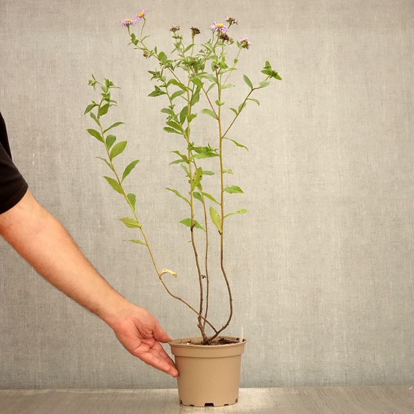 Esemplare di Aster frikartii Mönch Vaso da 1L/1,5L consegnato in estate