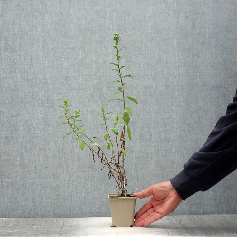Esemplare di Aster frikartii Wunder von Stäfa Vasetto da 8/9 cm consegnato in estate