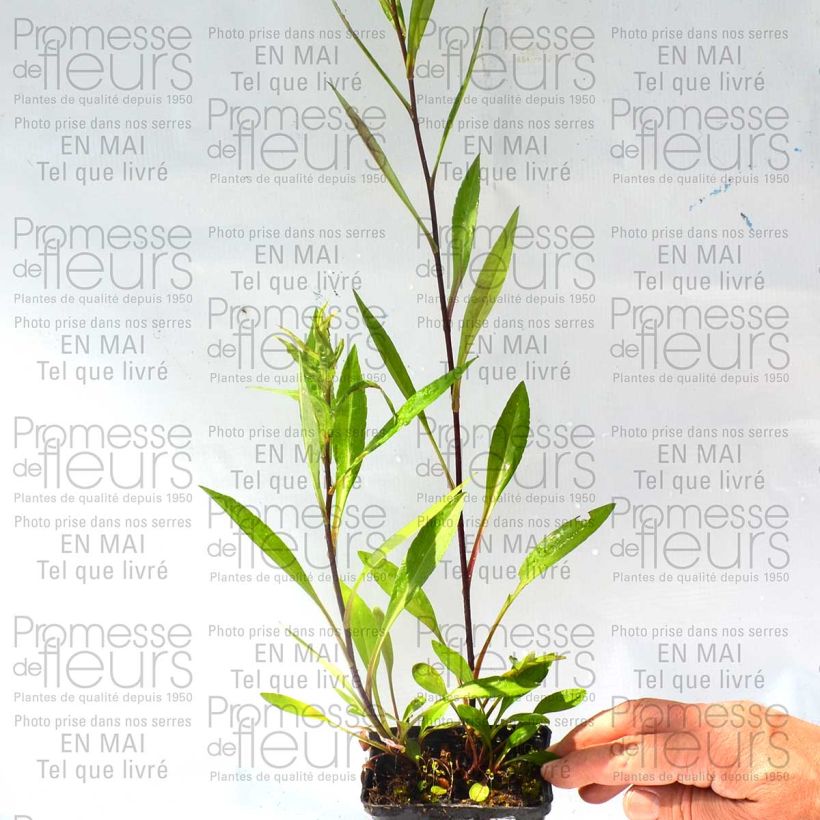 Esempio di esemplare Aster novi-belgii Carmen - Astro settembrino Vasetto da 8/9 cm come consegnato