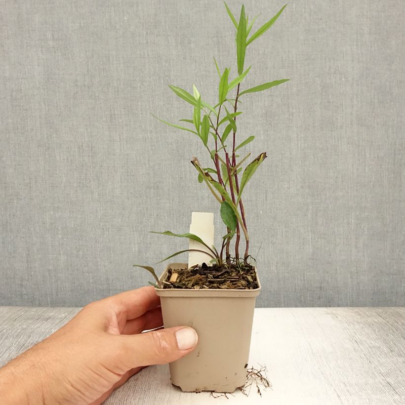 Esemplare di Aster Le Vasterival Vasetto da 8/9 cm consegnato in estate