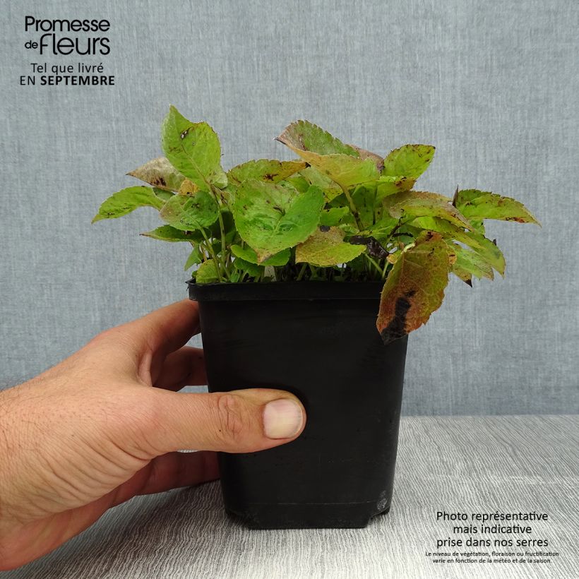 Esemplare di Aster macrophyllus Albus Vasetto da 8/9 cm consegnato in estate