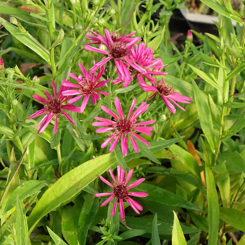Aster novi-belgii Crimson Brocade - Astro settembrino (Fioritura)