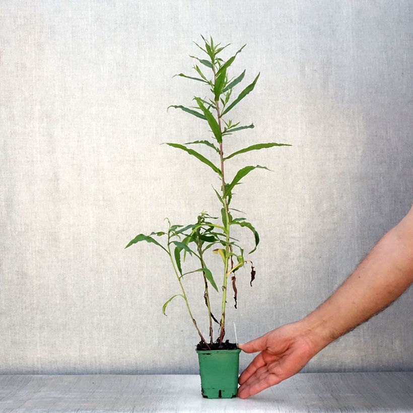 Esemplare di Aster novi-belgii Reitlingstal - Astro settembrino Vasetto da 8/9 cm consegnato in estate