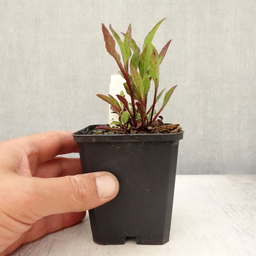 Esemplare di Aster novi-belgii Sarah Ballard - Astro settembrino Vasetto da 8/9 cm consegnato in estate
