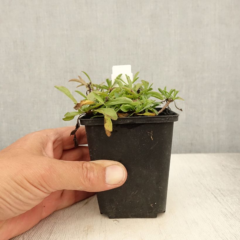 Esemplare di Aster sibiricus Vasetto da 8/9 cm consegnato in estate