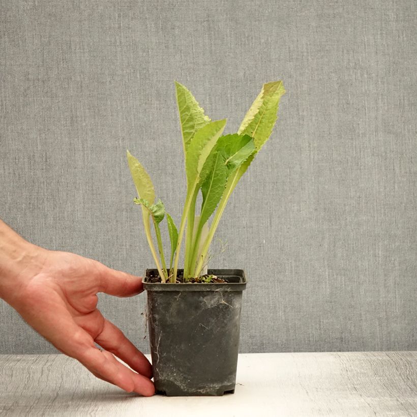Esemplare di Aster tataricus Jindai Vasetto da 8/9 cm consegnato in estate