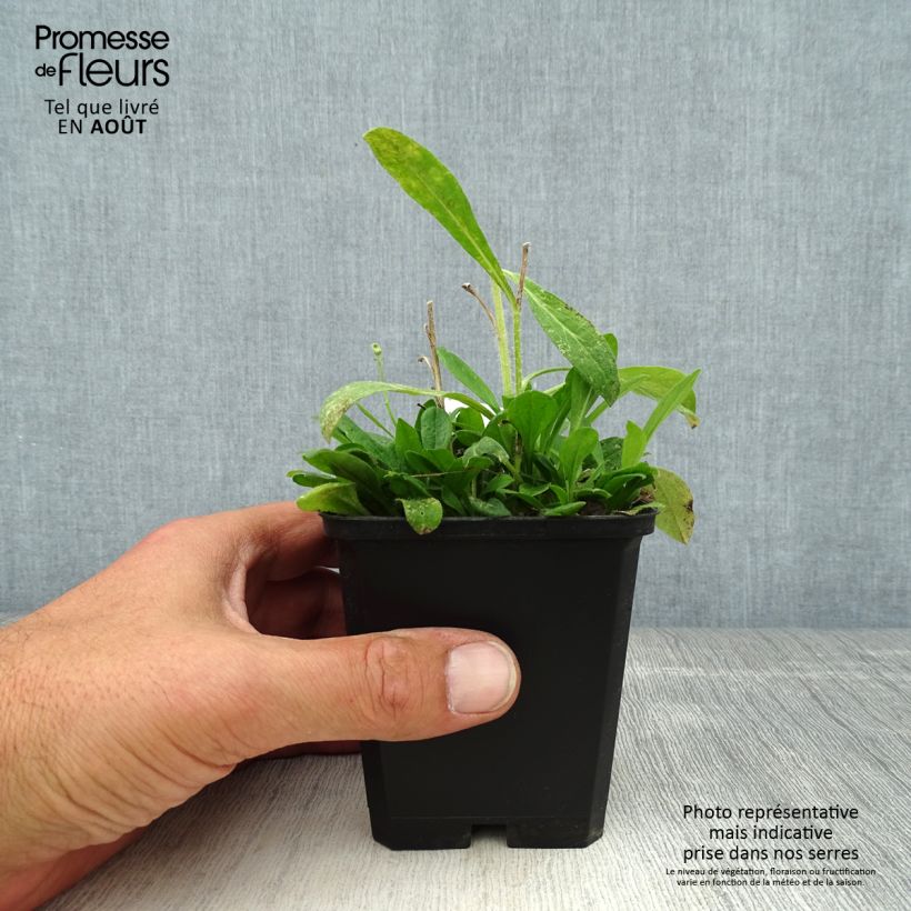 Esemplare di Aster tongolensis Wartburgstern Vasetto da 8/9 cm consegnato in estate