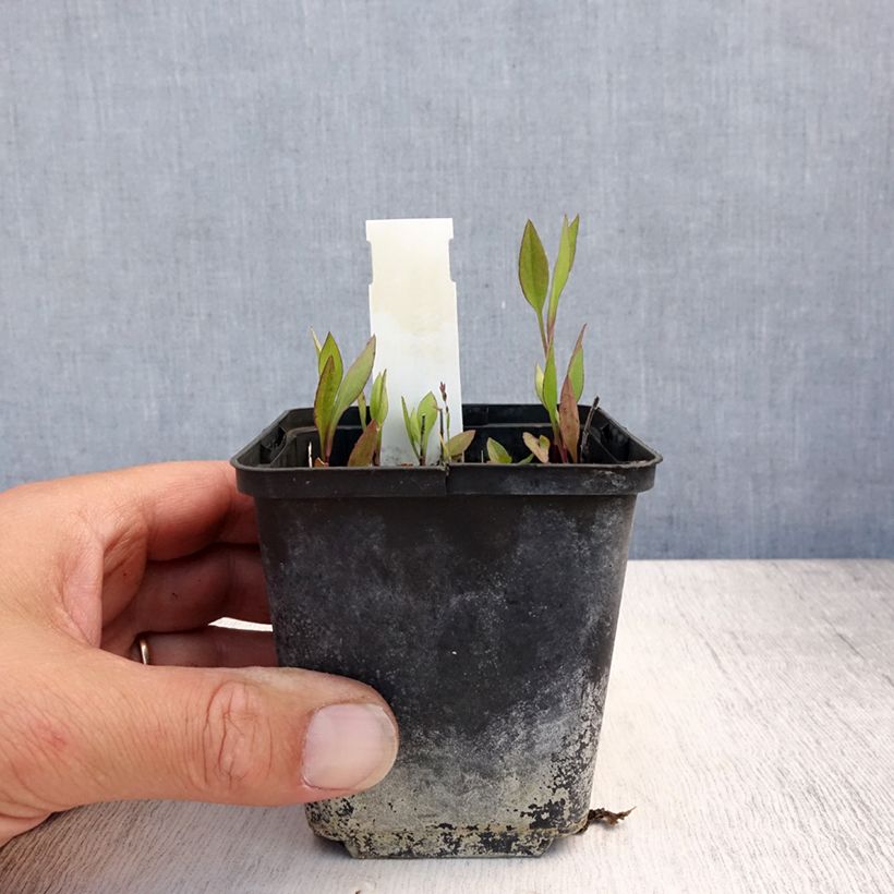 Esemplare di Aster tradescantii Vasetto da 8/9 cm consegnato in estate