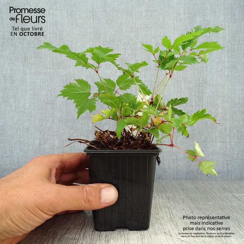 Esemplare di Astilbe arendsii Anita Pfeiffer Vasetto da 8/9 cm come consegnato in autunno