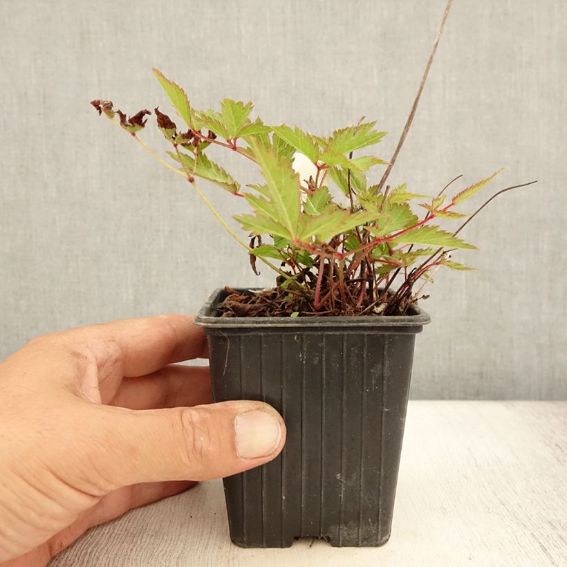 Esemplare di Astilbe arendsii Anita Pfeiffer Godet de 8/9 cm consegnato in estate