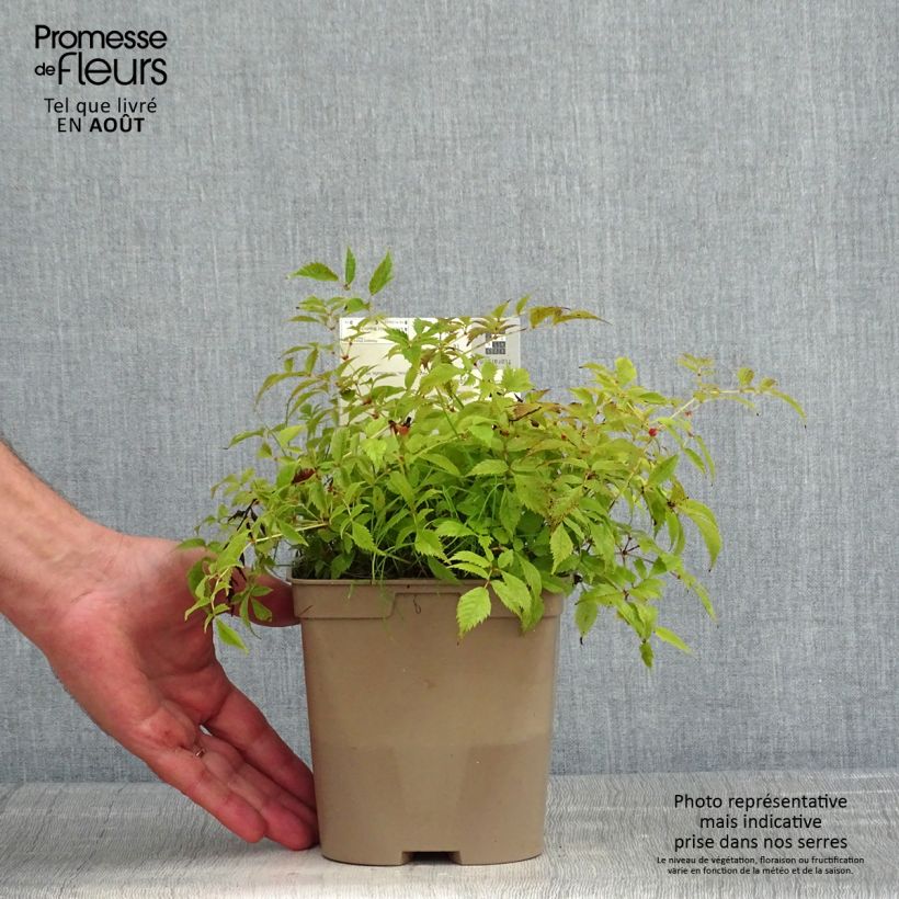 Esemplare di Astilbe arendsii Brautschleier Vaso da 2L/3L consegnato in estate