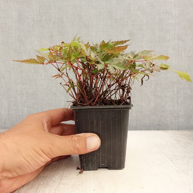 Esemplare di Astilbe arendsii Bumalda Vasetto da 8/9 cm consegnato in estate