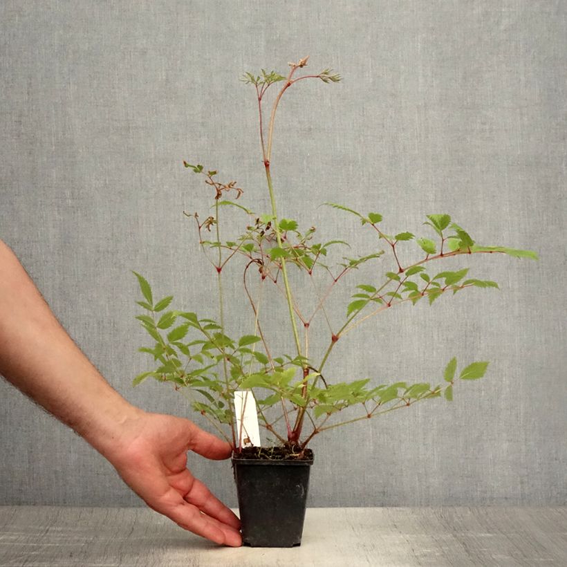 Esemplare di Astilbe arendsii Cattleya Vasetto da 8/9 cm consegnato in estate
