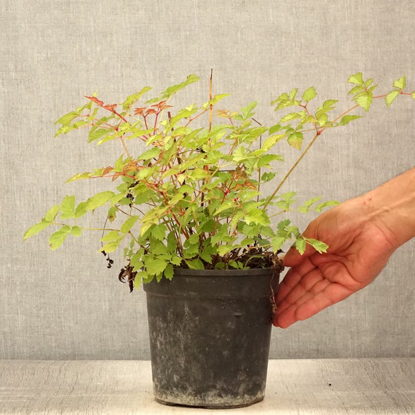 Esemplare di Astilbe arendsii Color Flash Lime Vaso da 2L/3L consegnato in estate