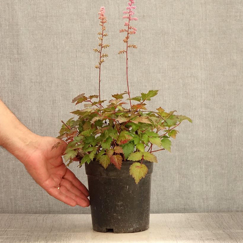 Esemplare di Astilbe arendsii Colour Flash Vaso da 2L/3L consegnato in estate