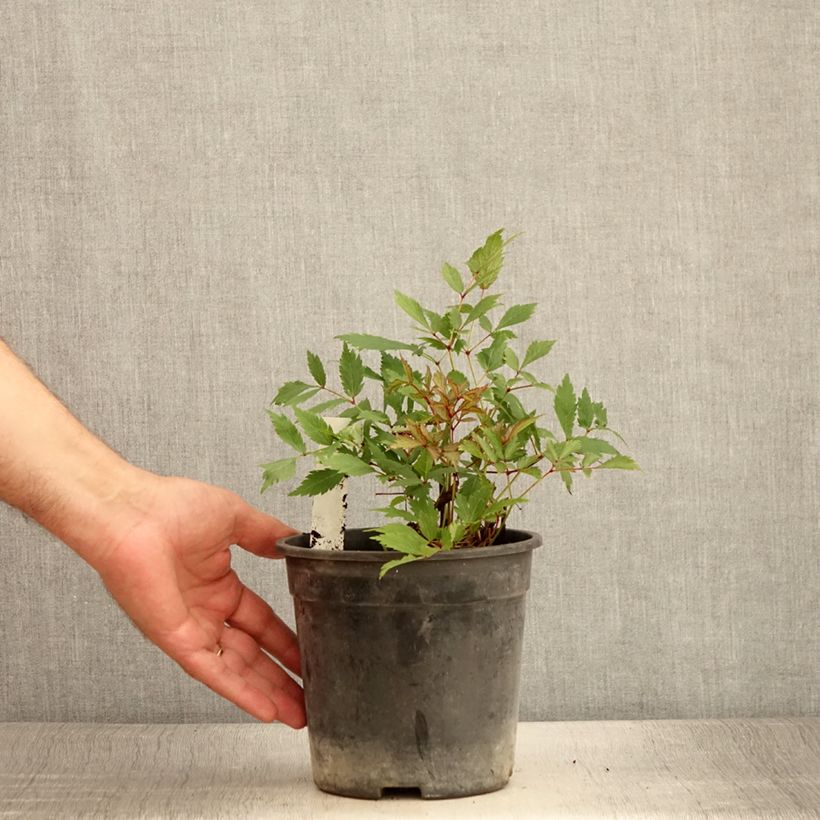 Esemplare di Astilbe arendsii Ellie Vaso da 2L/3L consegnato in estate