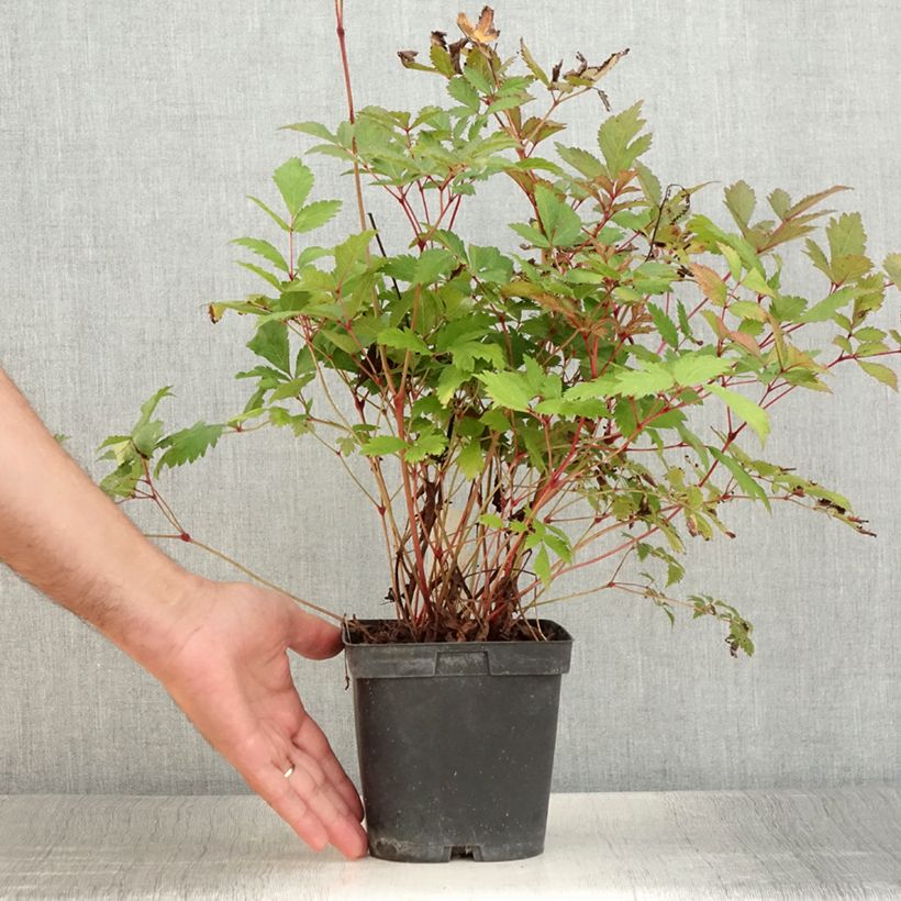 Esemplare di Astilbe arendsii Moccachino Vaso da 2L/3L consegnato in estate