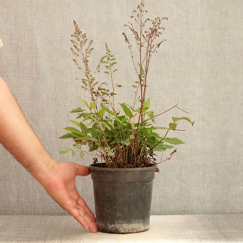Esemplare di Astilbe arendsii Rock and Roll Vaso da 2L/3L consegnato in estate