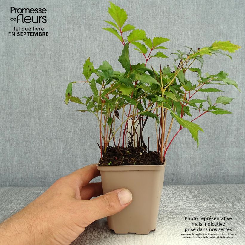 Esemplare di Astilbe arendsii Spinell Vasetto da 8/9 cm consegnato in estate