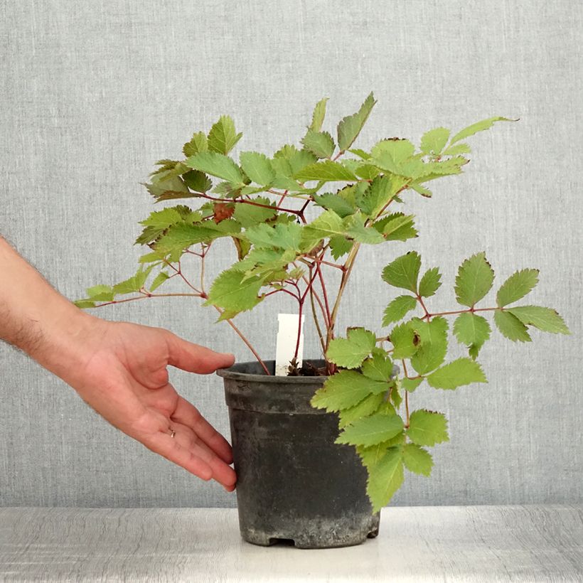 Esemplare di Astilbe chinensis Mighty Chocolate Cherry Vaso da 2L/3L consegnato in estate