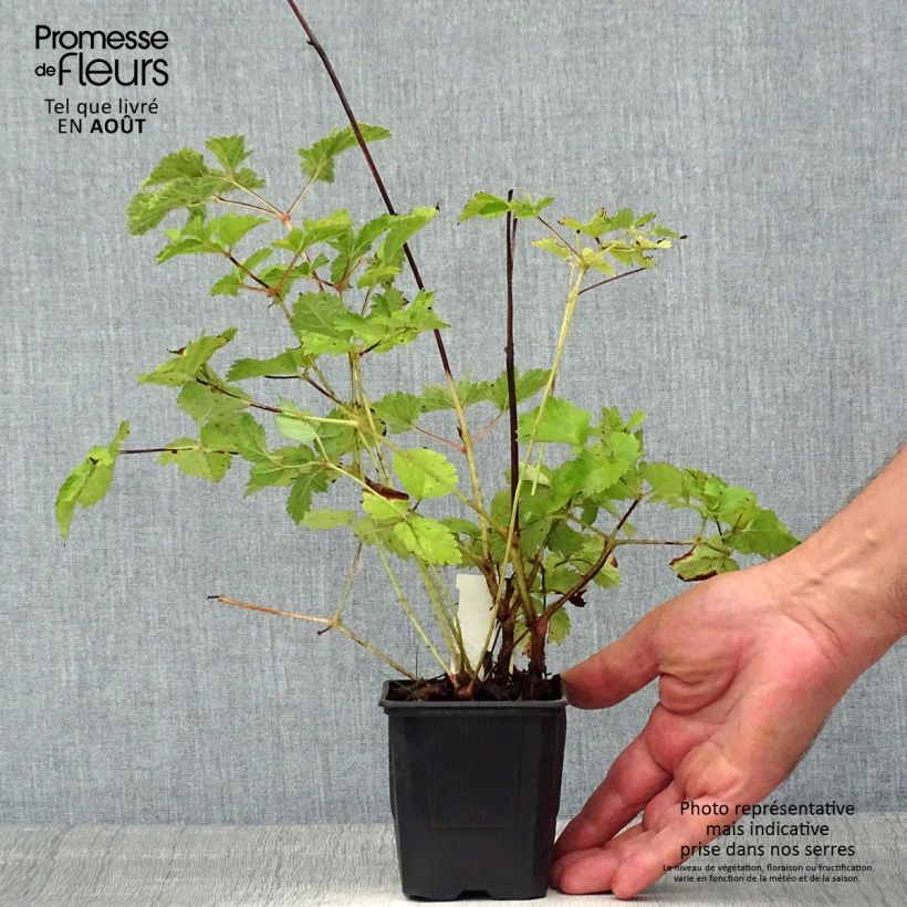 Esemplare di Astilbe chinensis var. taquetii Purpurlanze Vasetto da 8/9 cm consegnato in estate