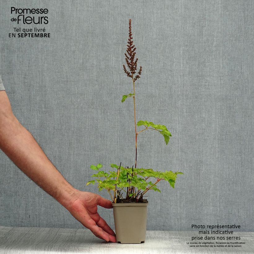 Esemplare di Astilbe chinensis var. taquetii Superba Vasetto da 8/9 cm consegnato in estate