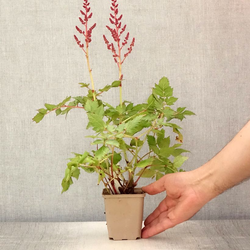 Esemplare di Astilbe chinensis Visions Vasetto da 8/9 cm consegnato in estate