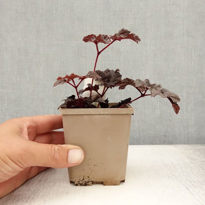 Esemplare di Astilbe chinensis Darkside Of The Moon Vasetto da 8/9 cm consegnato in estate