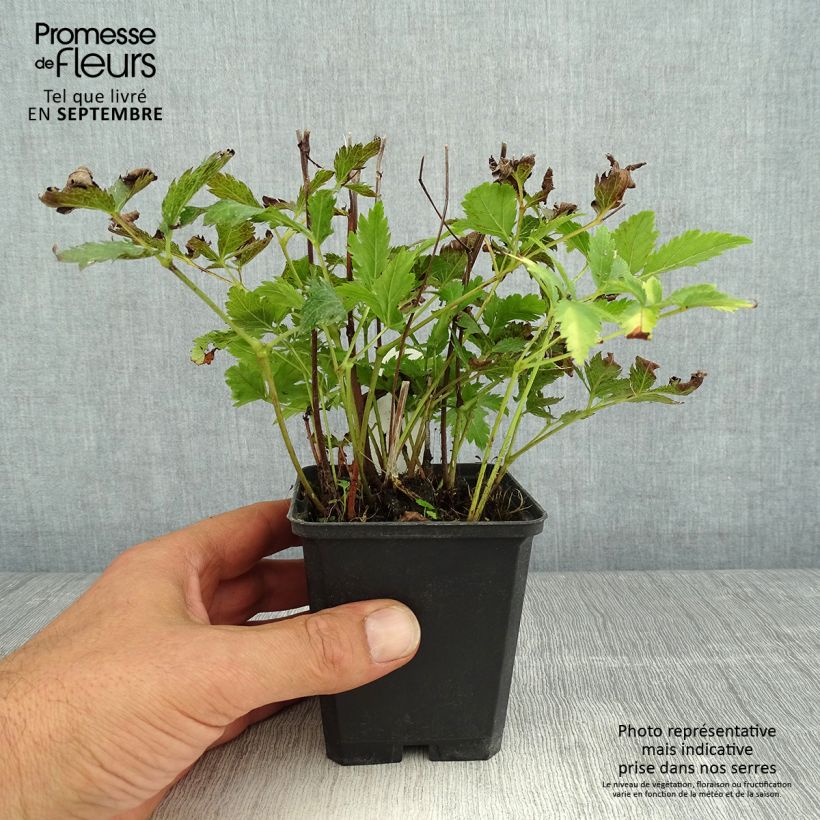 Esemplare di Astilbe japonica Red Sentinel Vasetto da 8/9 cm consegnato in estate