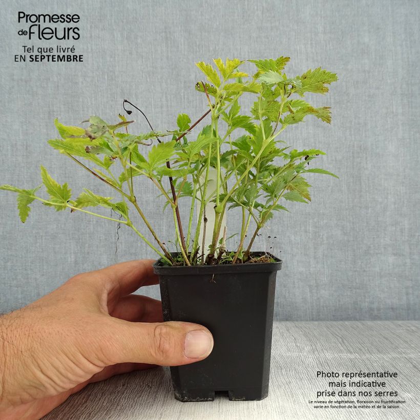 Esemplare di Astilbe japonica Vesuvius Vasetto da 8/9 cm consegnato in estate
