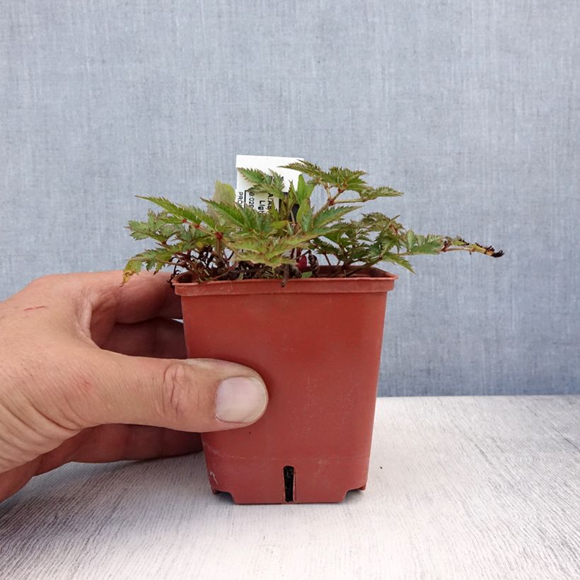 Esemplare di Astilbe simplicifolia Pink Lightning Vasetto da 8/9 cm consegnato in estate