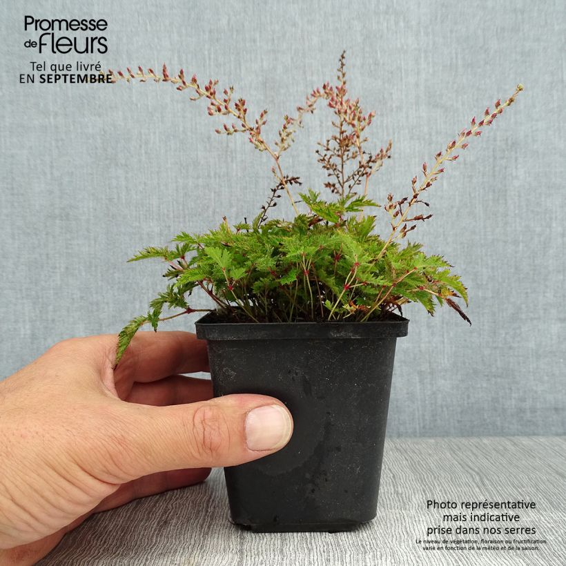 Esemplare di Astilbe simplicifolia Sprite Vasetto da 8/9 cm consegnato in estate