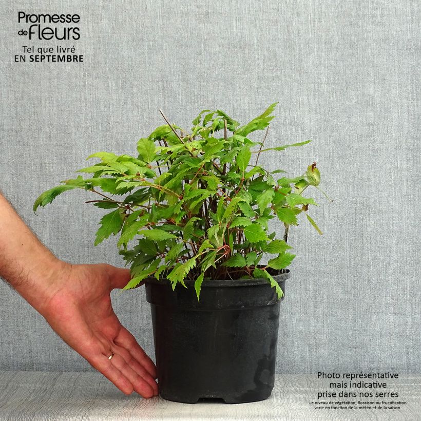 Esemplare di Astilbe chinensis Vision in Red Vaso da 2L/3L consegnato in estate