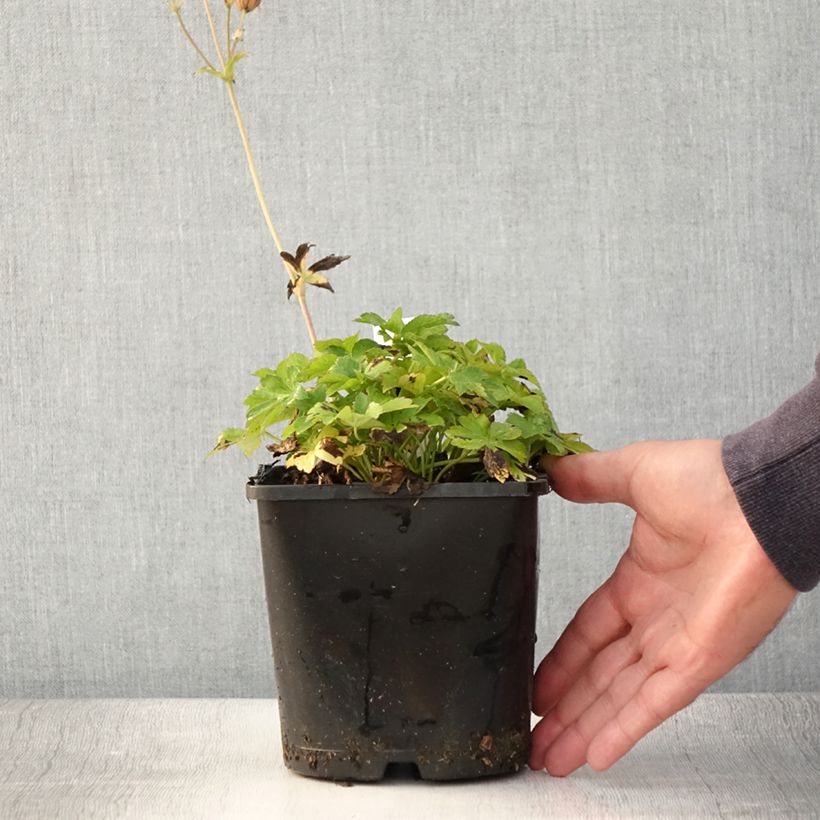 Esemplare di Astrantia major Buckland Vaso da 2L/3L consegnato in estate