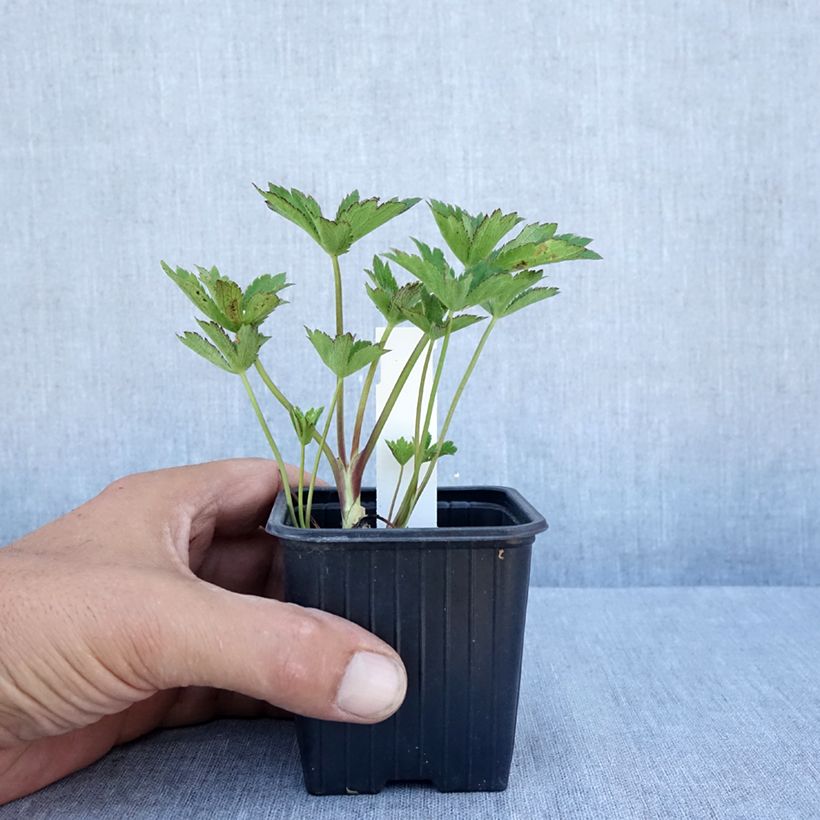 Esemplare di Astrantia major Claret Vasetto da 8/9 cm consegnato in estate