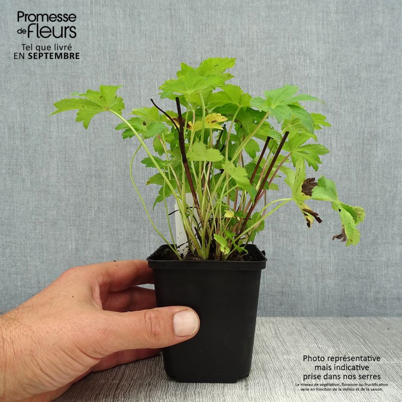 Esemplare di Astrantia major Florence Vasetto da 8/9 cm consegnato in estate