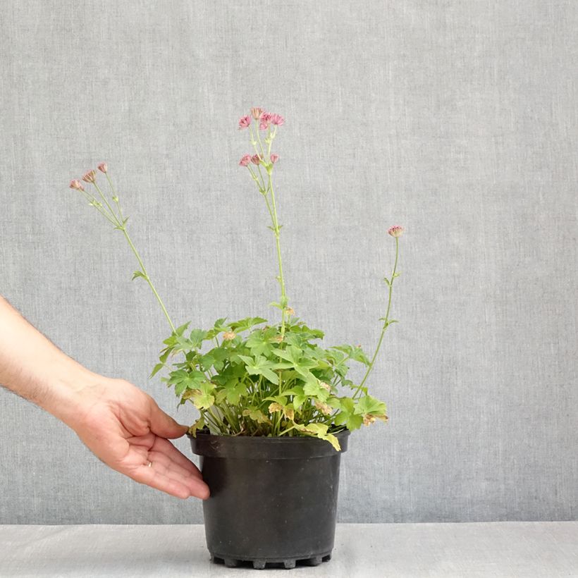 Esemplare di Astrantia major Roma Vaso da 2L/3L consegnato in estate