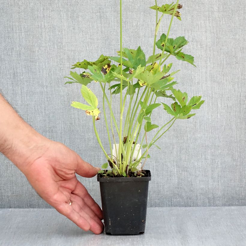 Esemplare di Astrantia major Rosensinfonie Vasetto da 8/9 cm consegnato in estate