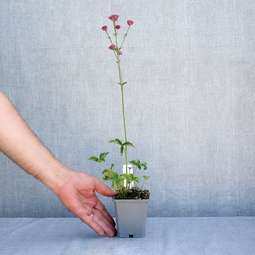 Esemplare di Astrantia major Ruby Cloud Vasetto da 8/9 cm consegnato in estate