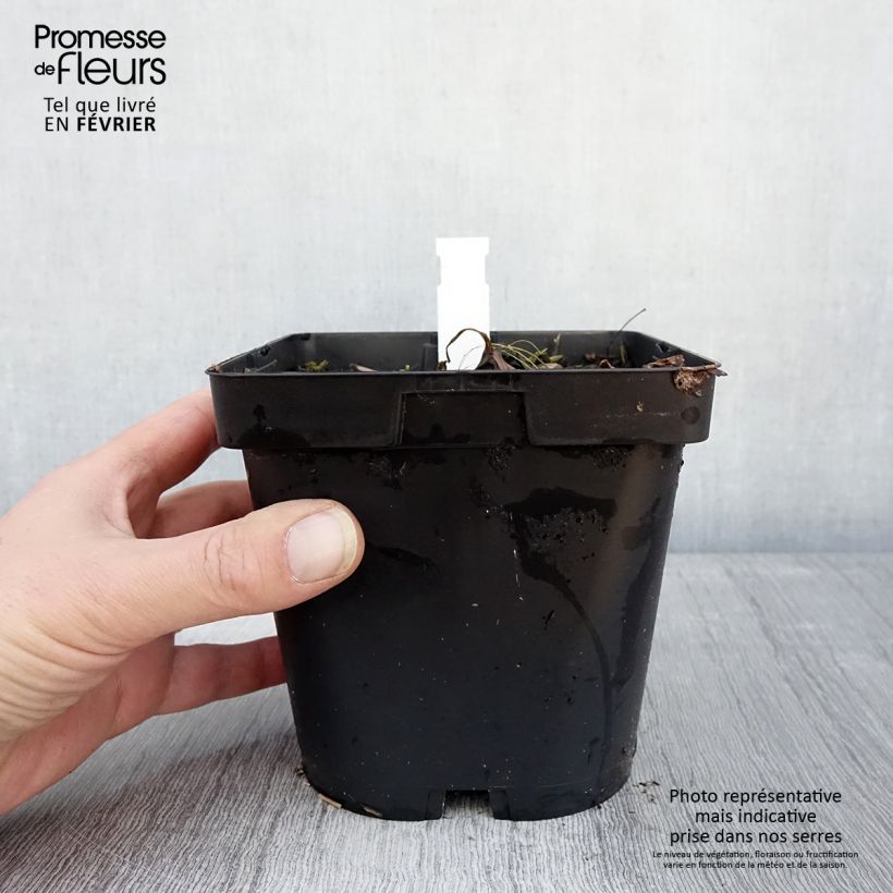 Astrantia major Shaggy Vaso da 2L/3L esemplare consegnato in inverno
