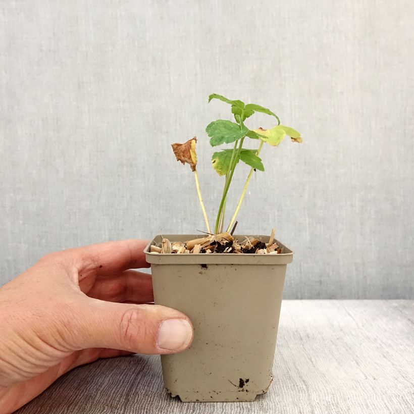 Esemplare di Astrantia maxima Vasetto da 8/9 cm come consegnato in autunno