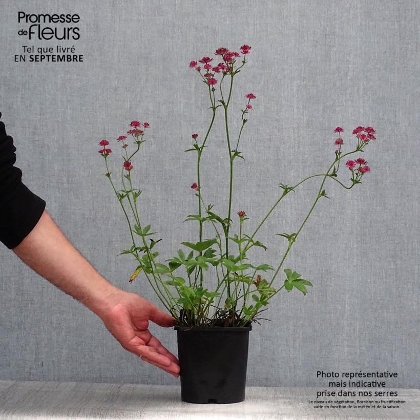 Esemplare di Astrantia major Venice Vaso da 1,5L/2L consegnato in estate