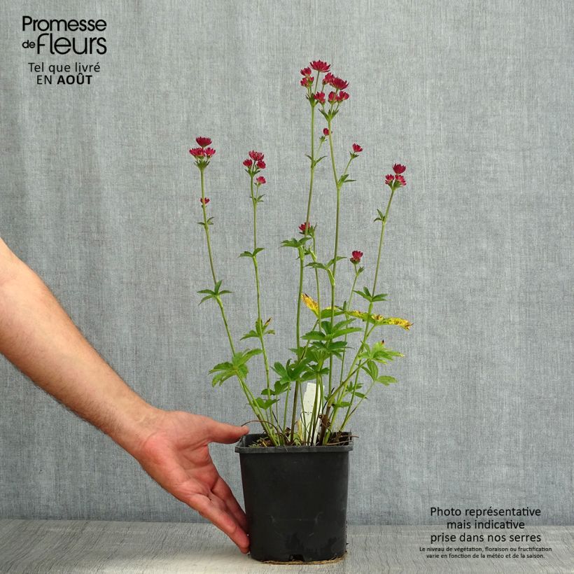 Esemplare di Astrantia major Cerise Button Vaso da 2L/3L consegnato in estate
