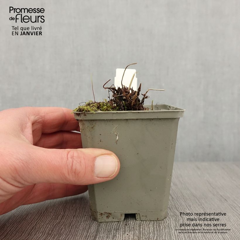 Athyrium filix-femina Frizelliae - Felce femmina Vasetto da 8/9 cm esemplare consegnato in inverno